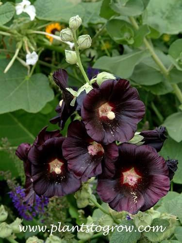 Nigra Hollyhock (Alcea rosea) 
It is hard to describe the color of the flowers.  Any where from dark purple, almost black or dark chocolate.